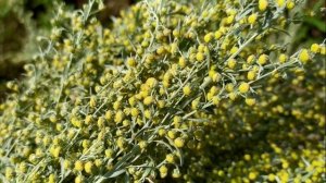 Собираю и сушу полынь