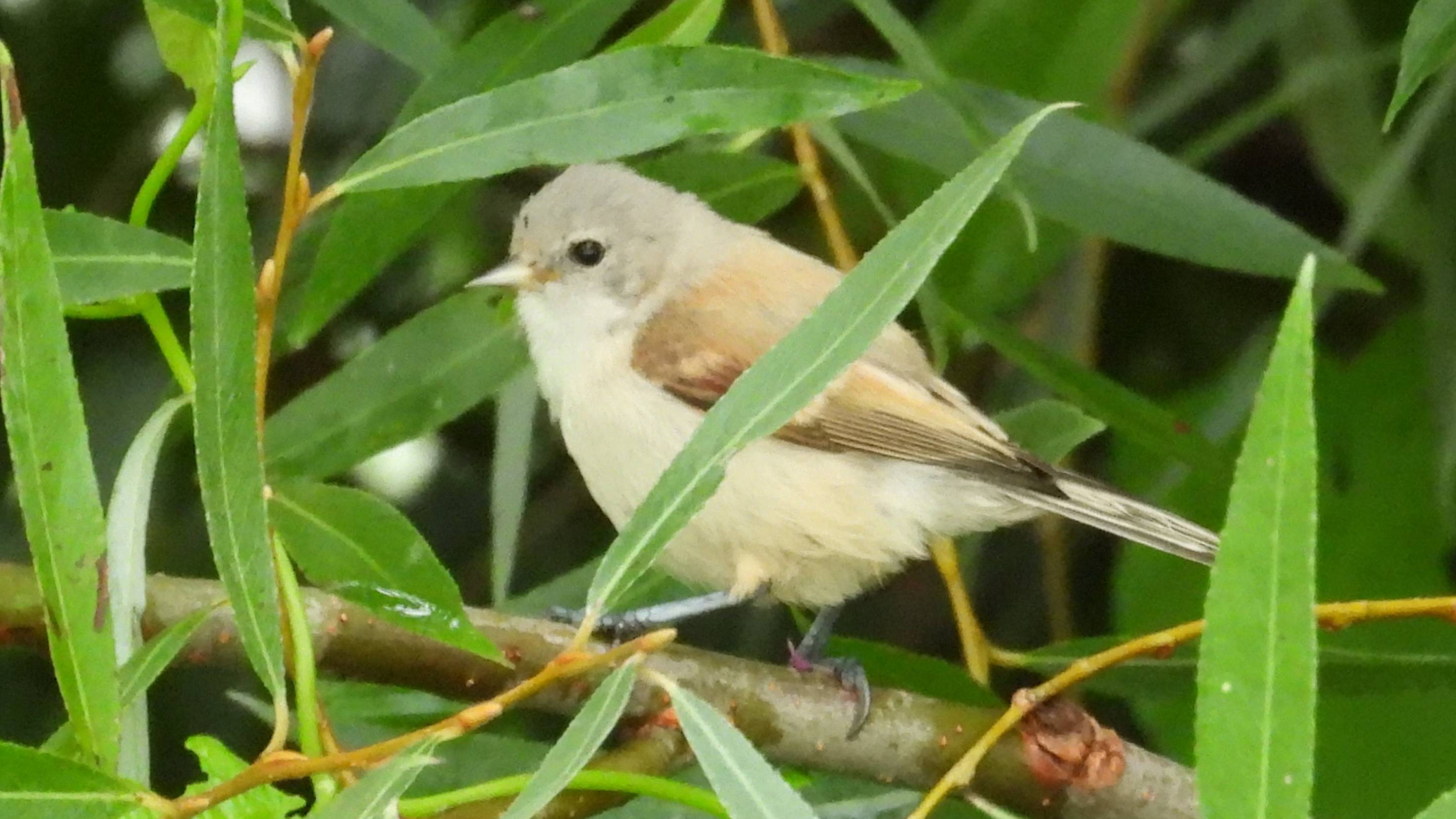 Птицы России, Ремез, молодая птица, наблюдение птиц в Новгородской области, Ушерско, 2 августа 2025 смотреть онлайн