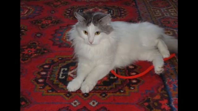 Котёнок - Автор Алексей Елистратов музыка и поёт Reвольvers смотреть онлайн