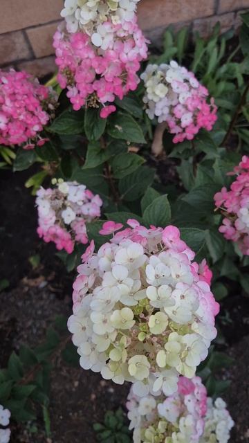 Гортензии Самарская Лидия и Полистар