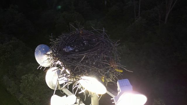 Гнездо Скопы. Птенчики смотрят игру перед сном.