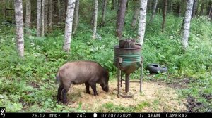 Browning Spec Ops Elite HP4 #24 \ Кабаны на кормушке