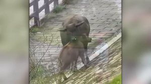 Тигр об Этом Пожалел  Случаи с Животными Снятые на Камеру