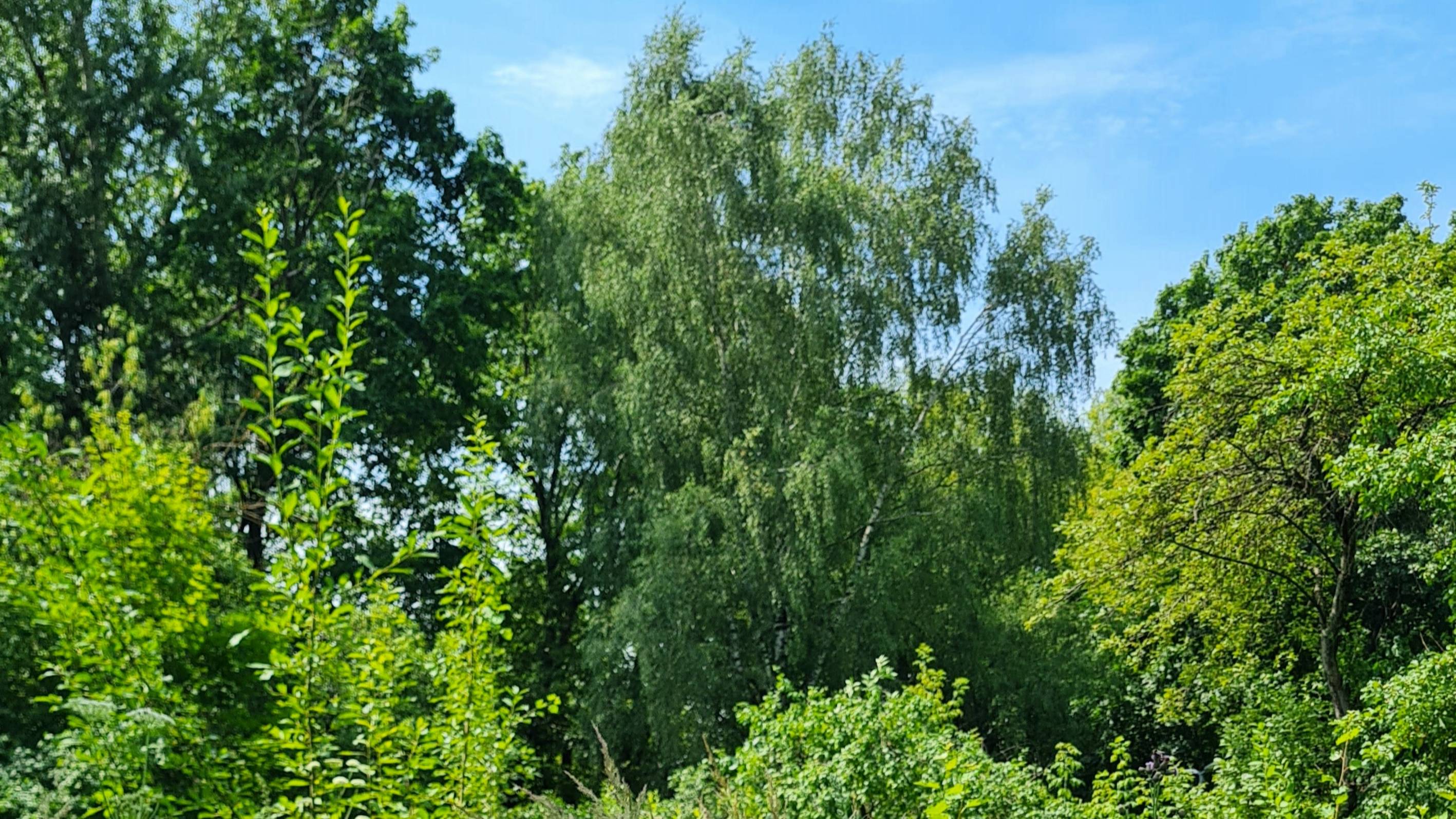 Природа в Москве, июль 2025, 1:30 мин