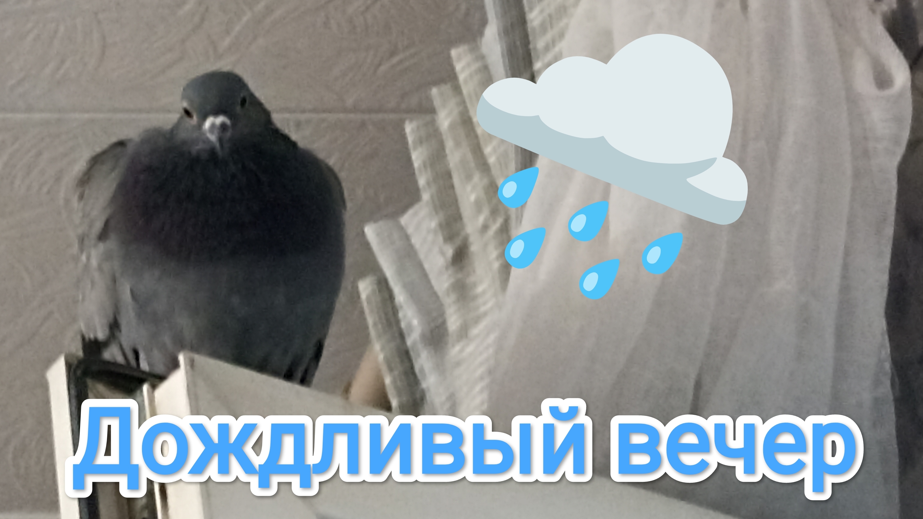 02-08-2025. Дождливый вечер.