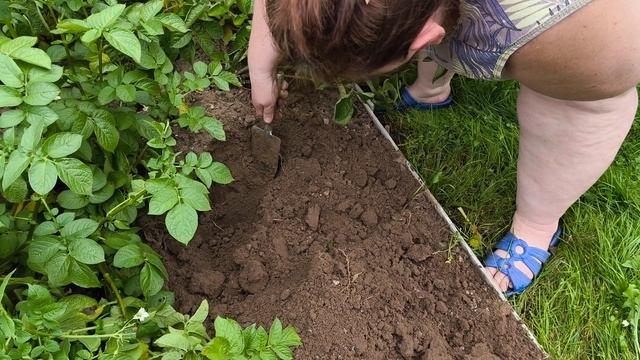 Пробуем копать картошку.
Первая копка. смотреть онлайн