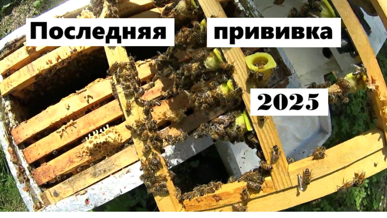 Последняя прививка личинок в этом году. смотреть онлайн