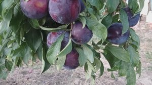 слива Блек Сплендор (Black Splendor)