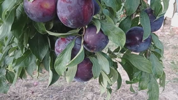 слива Блек Сплендор (Black Splendor)