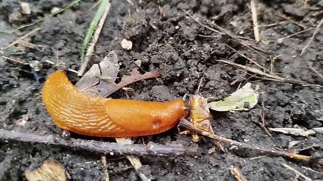 Молодые испанцы в наших дворах смотреть онлайн