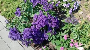 1.08.2025 заходили подписчики /докопали чернушку