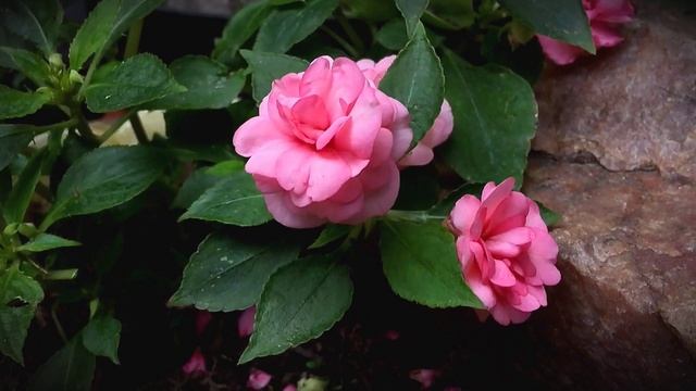 Любовь - это Ключ к Красоте Мироздания смотреть онлайн