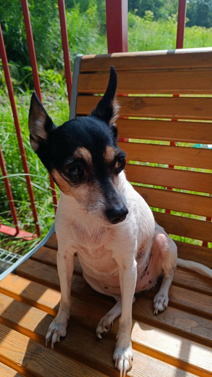 На велосипеде с собакой. Наше лето 2025 смотреть онлайн