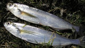 Чехонь - рыбешка, которая вкуснее карася и совершенно не пахнет тиной