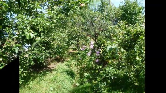 Хочу тебя как весны -Автор Вячеслав Козлов музыкаи поёт Виктор Королев смотреть онлайн