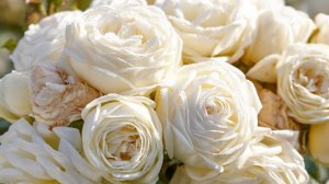 Розы Артемис, Розенфасцинацион, Шанталь Мерье. Сад в Ленинградской области.