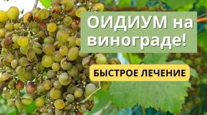 Эффективная обработка винограда от оидиума при наливе ягод!!!
