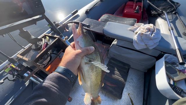 Судак 2700 в Конаково!