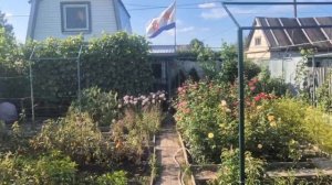 325. Виноград сгорел. Помидоры засохли.