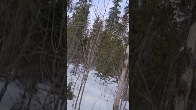 Отвод и таксация лесосек Пермский край.