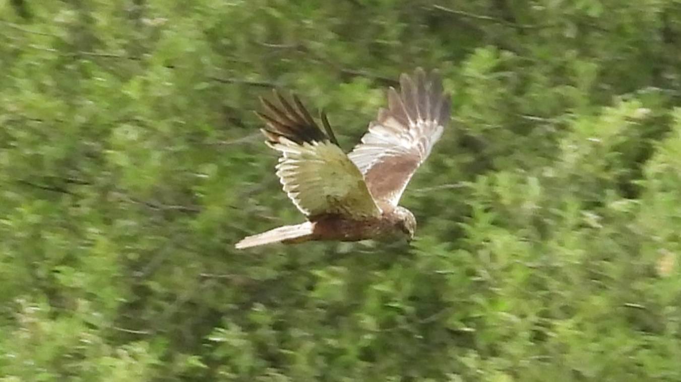 Птицы России, Болотный Лунь, наблюдение птиц в Новгородской области, Ушерско, 2 августа 2025 смотреть онлайн