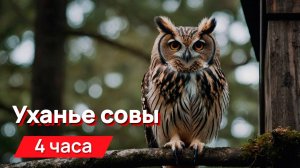 Звуки для соседей - уханье совы с промежутками