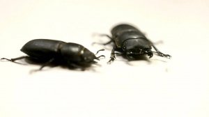 Два жука Краснодарского края. Кто знает кто это?