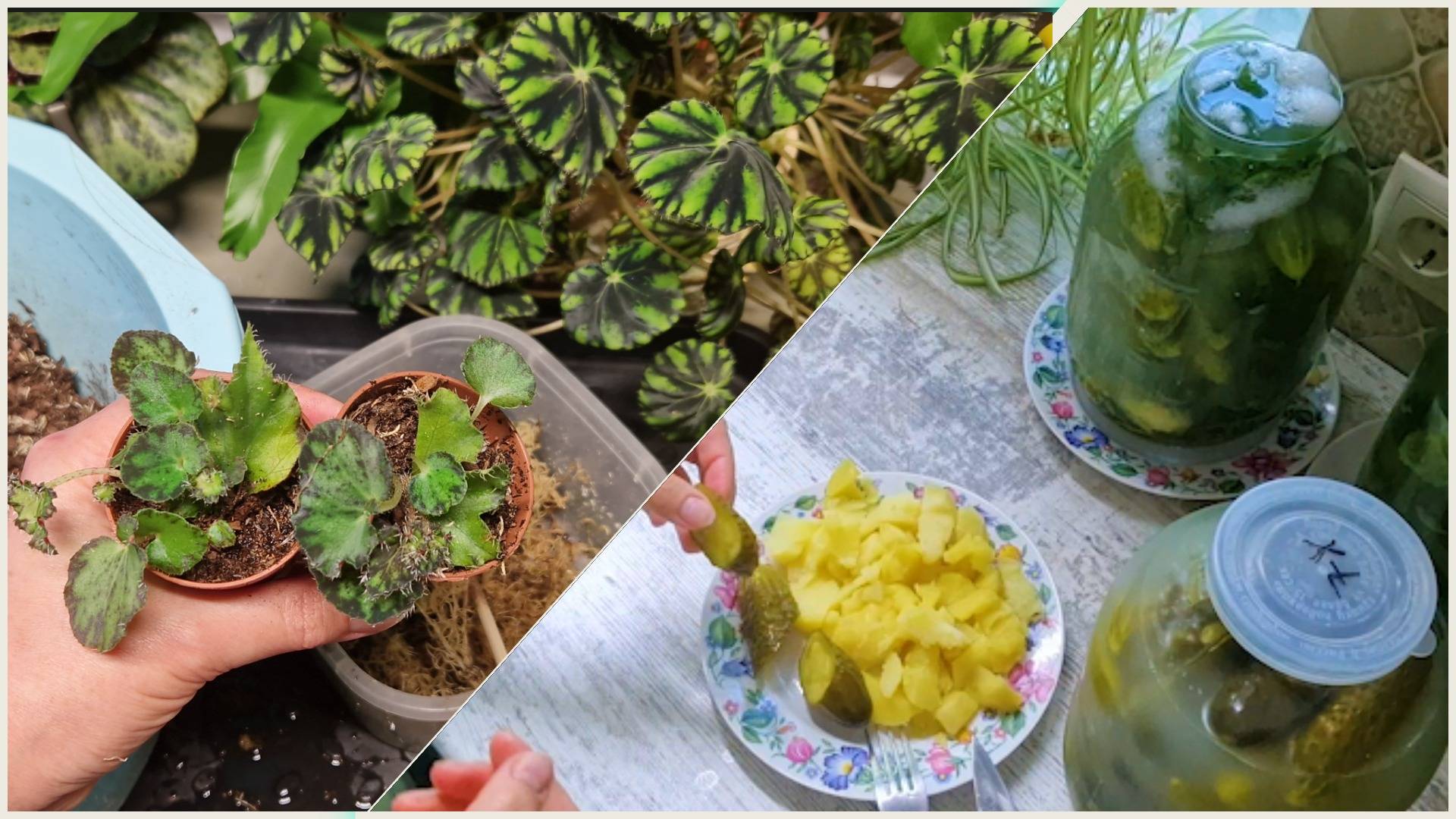 Сажаю деток комнатных цвеов. Пробую бочковые огурцы не перебродили ли смотреть онлайн