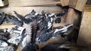 Николаевские голуби кормим потихоньку