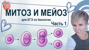 Деление клетки. Митоз и Мейоз. ЕГЭ по биологии.