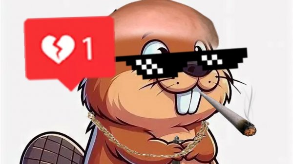 1 ночь с бобром n space