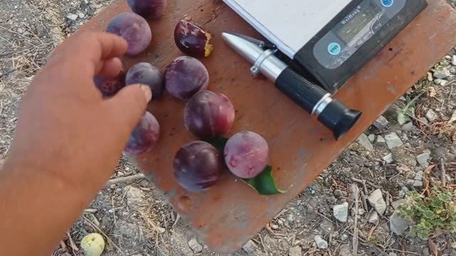 Плаэре Свит Триат ( Sweet Treat ) 18.07.2025