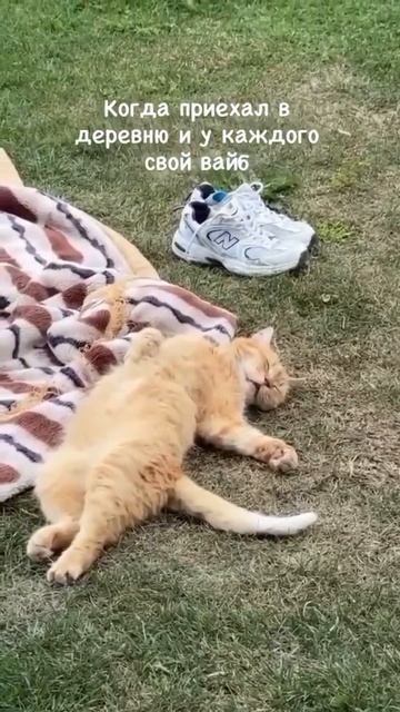 кот😆😇 смотреть онлайн