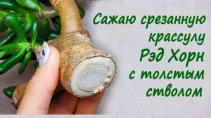 Сажаю срезанную крассулу Рэд Хорн с толстым стволом