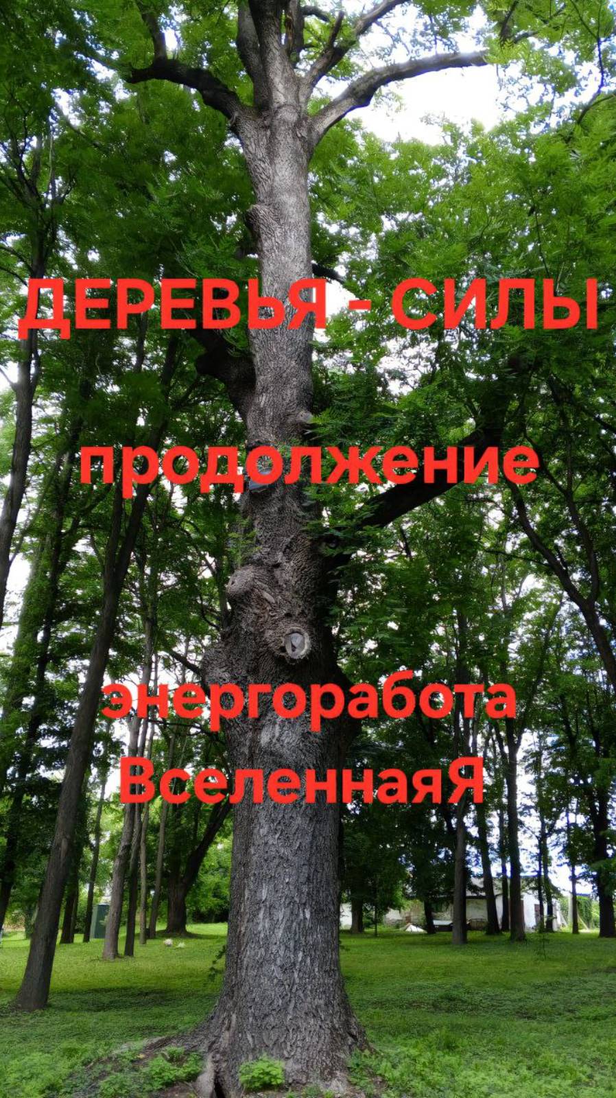 Деревья Силы, Продолжение. Энергетическая работа