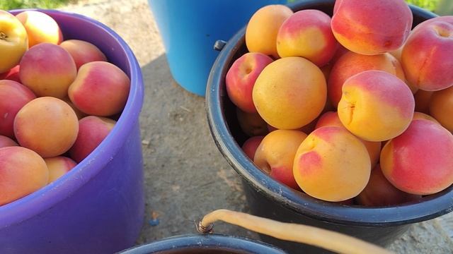 На продажу косточки абрикоса, сливы, и другого из Лучшего Сибирского Сада В . Тоторова. смотреть онлайн