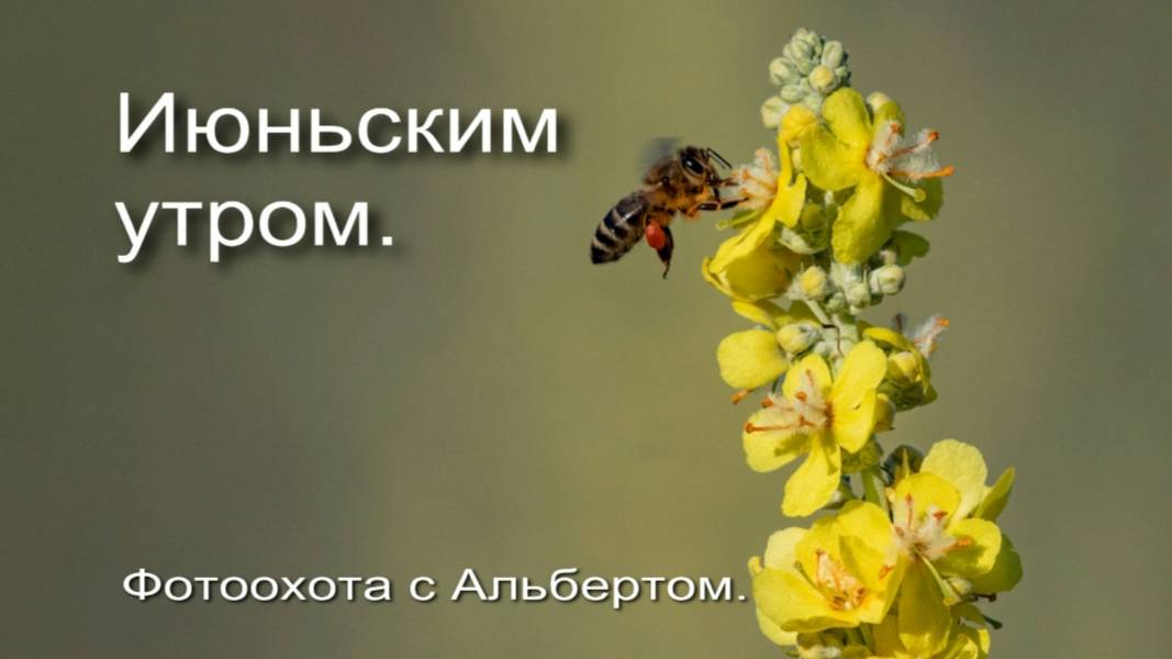 Фотоохота с Альбертом. Июньским утром. 2025