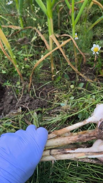 УБИРАЮ ЧЕСНОК И ЛЮБУЮСЬ РОМАШКАМИ смотреть онлайн