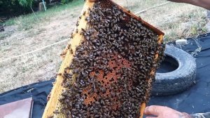 Изолируем маток 2025 г