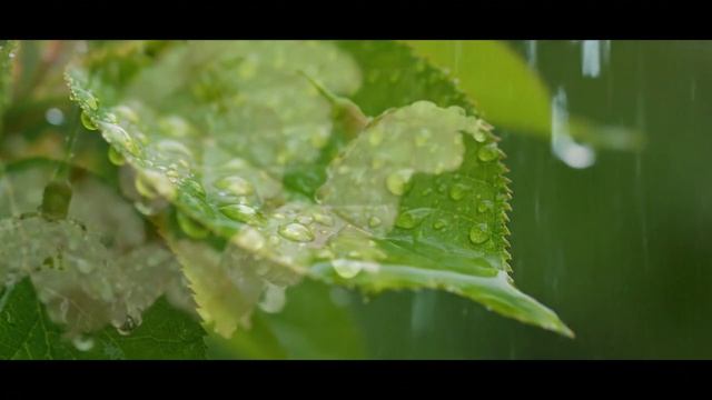 ASMR Звук осеннего дождя 😊😊😊 #asmr смотреть онлайн
