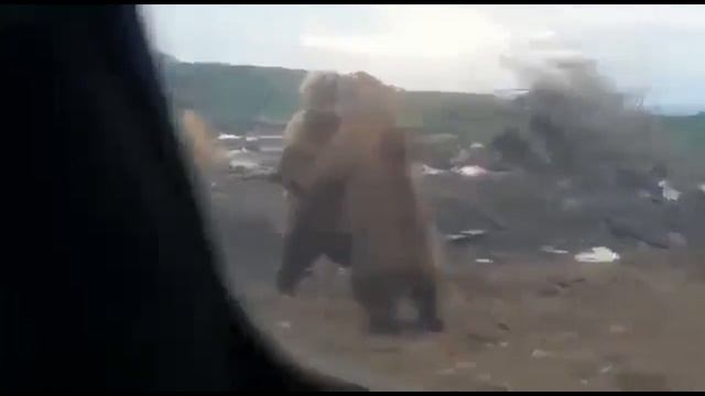 медведи/the Bears смотреть онлайн