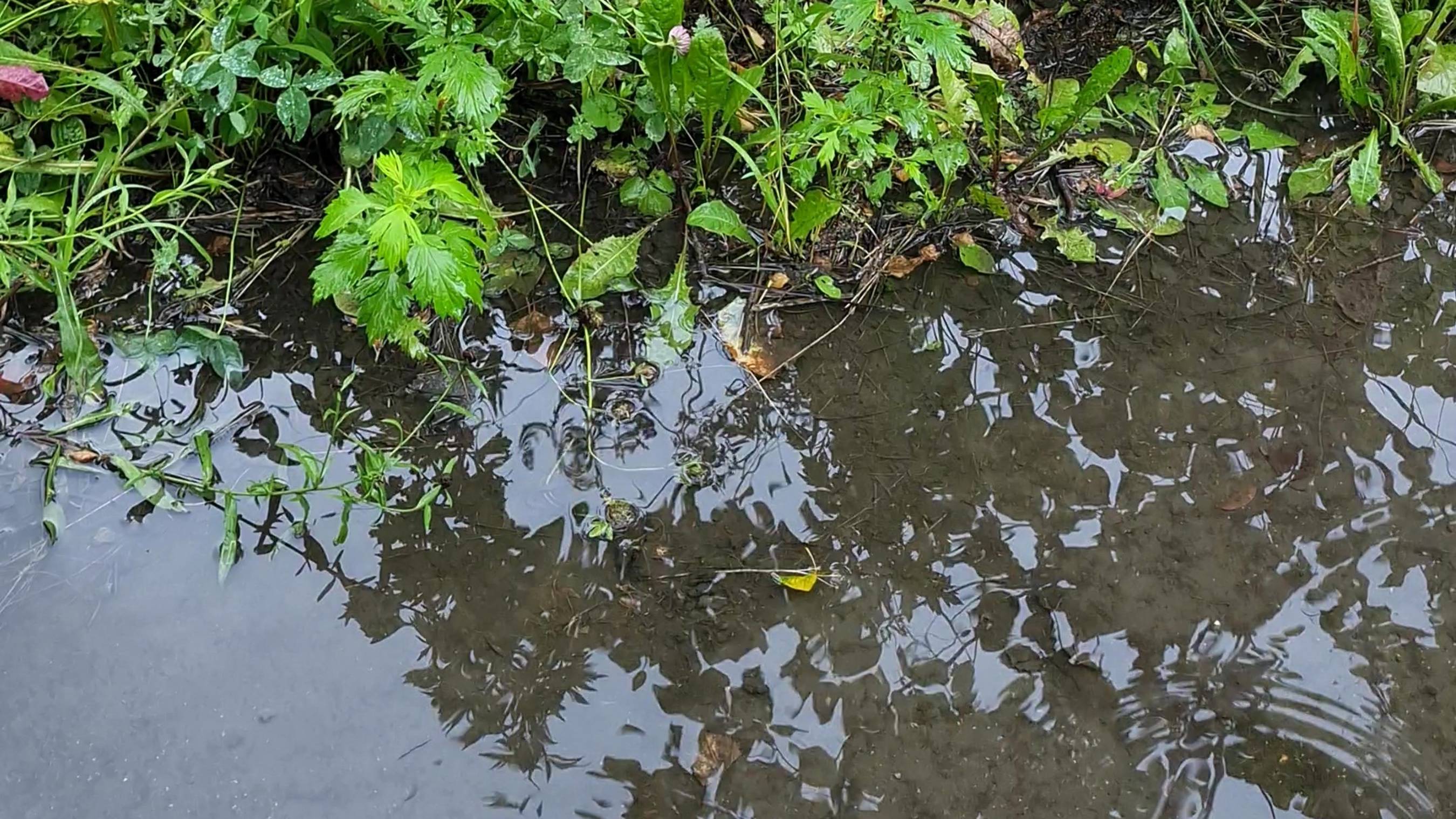 Дождь 17 и цветы 19-20 июля 2025