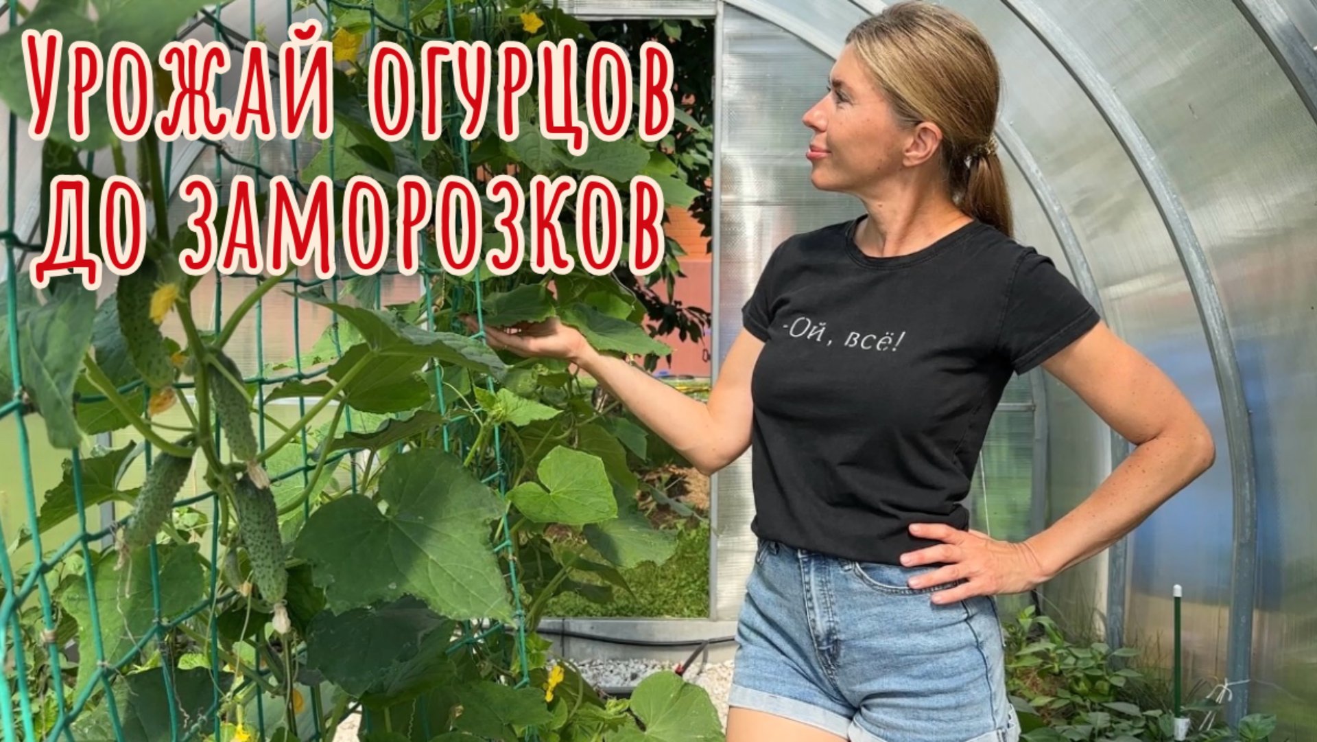 С этим простым уходом получаю урожай огурцов до заморозков смотреть онлайн