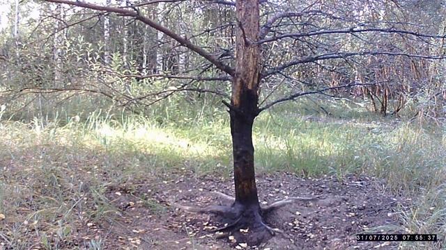 Фотоловушка. Косульки заглянули смотреть онлайн