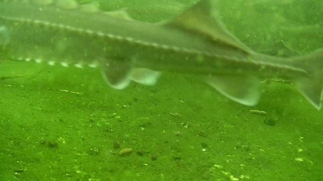 Подводная съемка в своем пруду. Пруд на участке живёт, форель растёт. смотреть онлайн