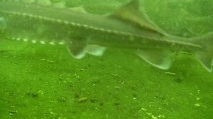 Подводная съемка в своем пруду. Пруд на участке живёт, форель растёт.