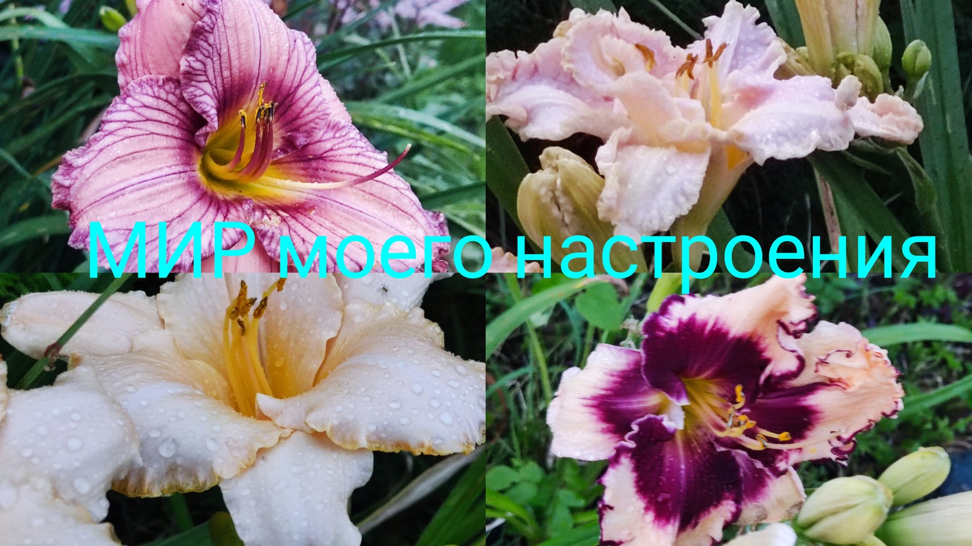 02.08.25 Дача.Прогулка по саду.Цветут Лилейники. смотреть онлайн