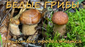 По грибы 2025! Стрижка белых грибов продолжается!