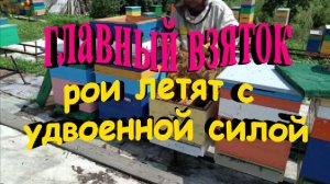 Роевой сезон продолжается. Рои летят с удвоенной силой