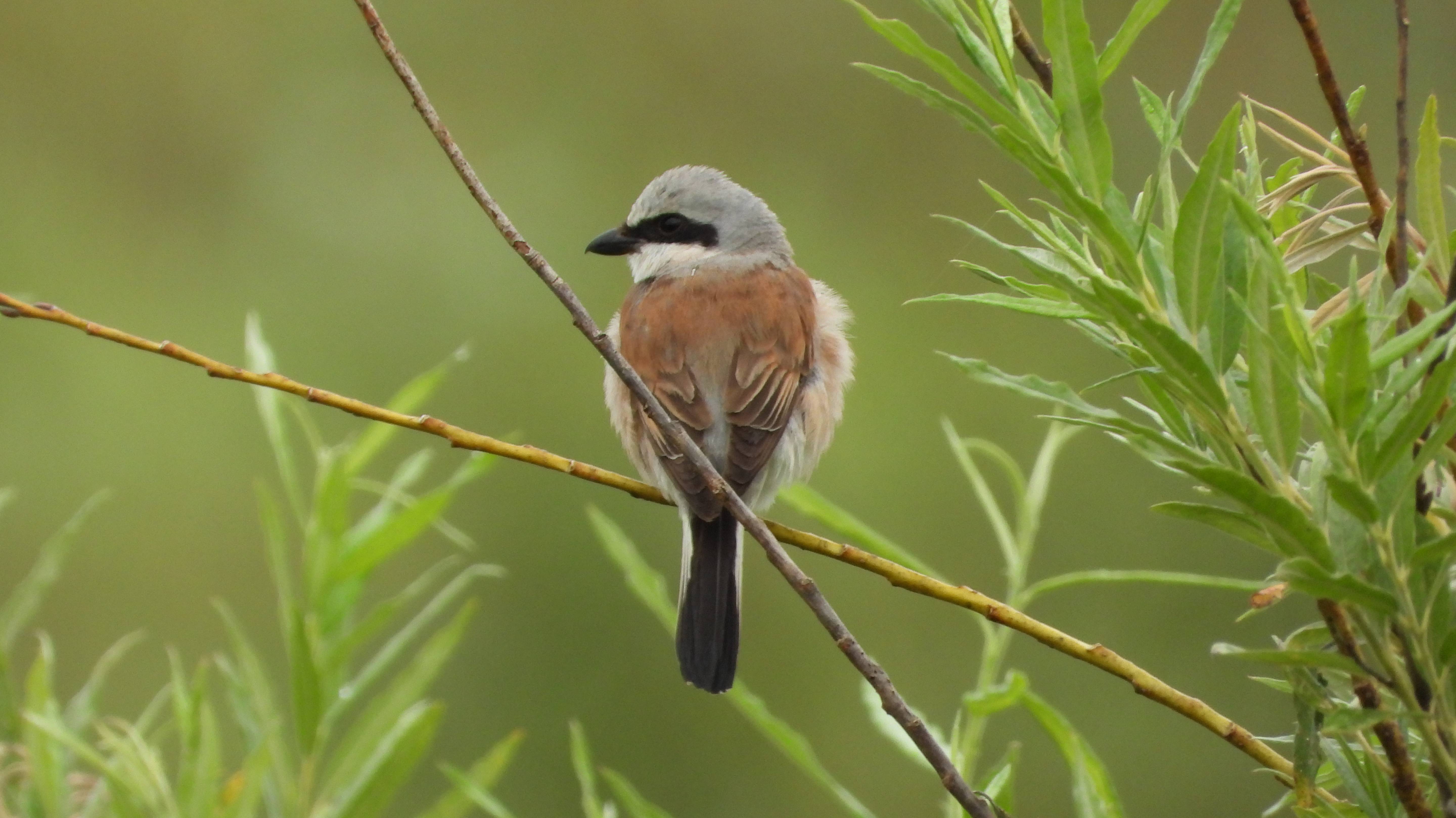 Птицы России, Обыкновенный Жулан, наблюдение птиц в Новгородской области, Ушерско, 2 августа 2025 смотреть онлайн
